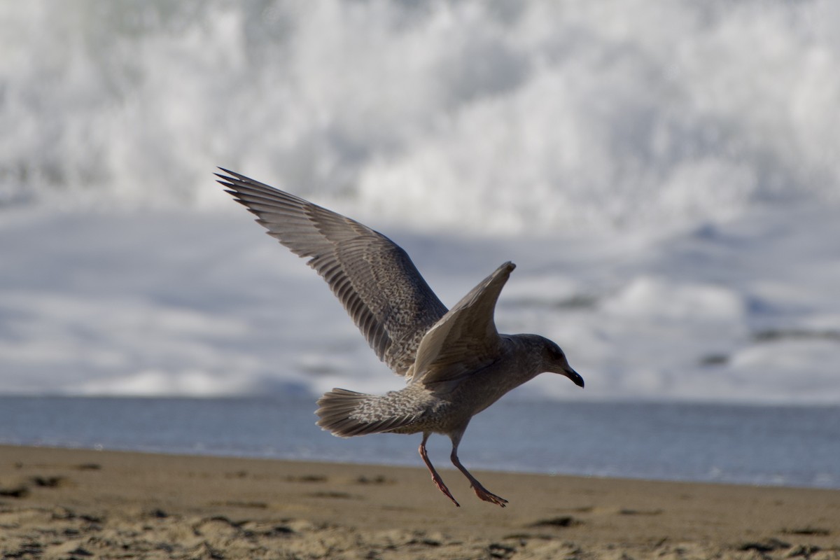 American Herring x Glaucous-winged Gull (hybrid) - ML289755401