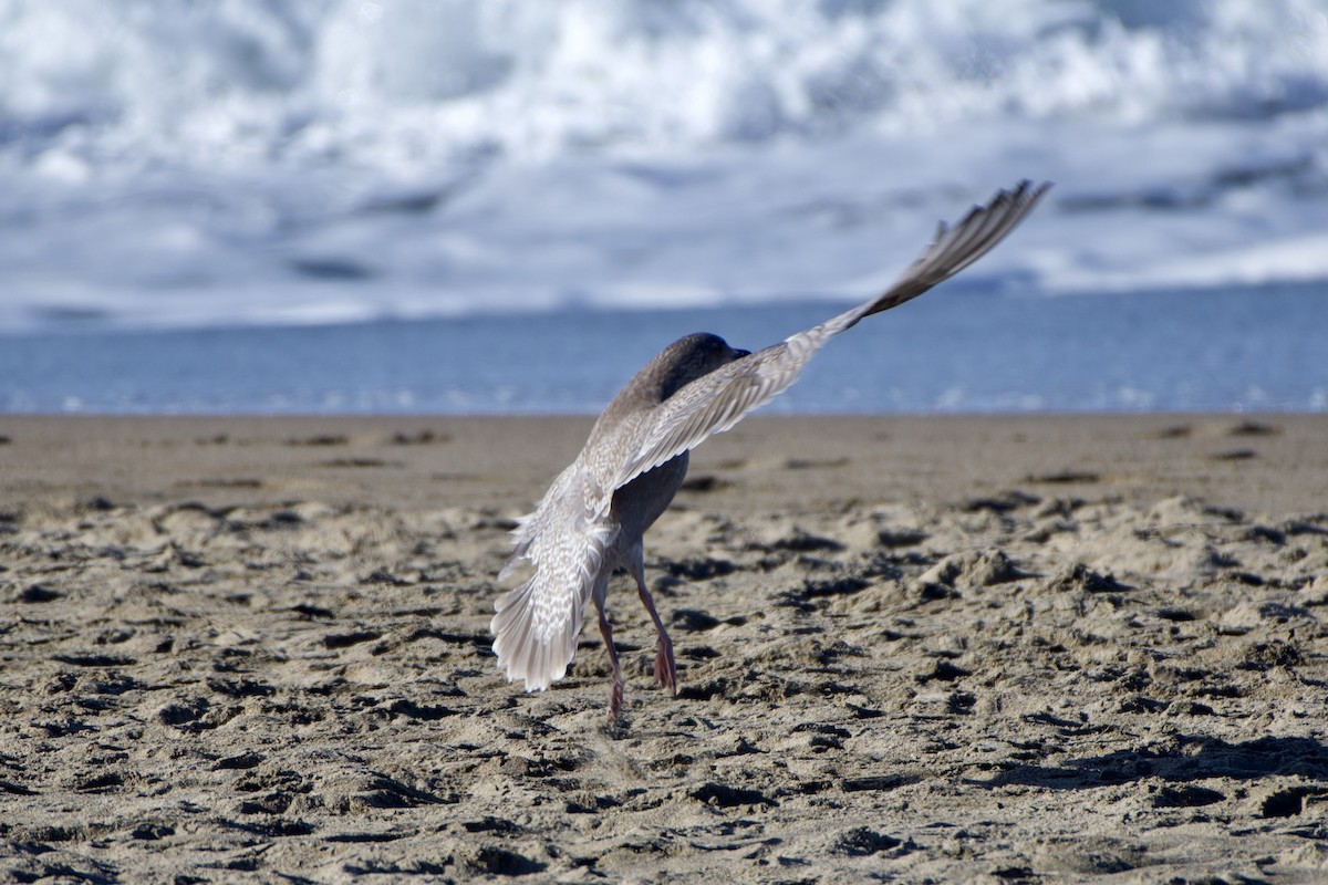 American Herring x Glaucous-winged Gull (hybrid) - ML289755431