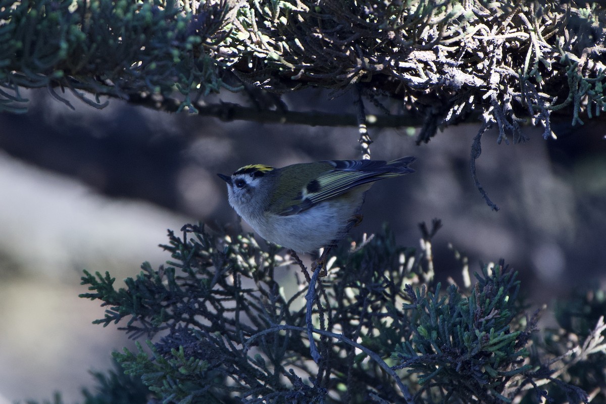 Golden-crowned Kinglet - ML289755481