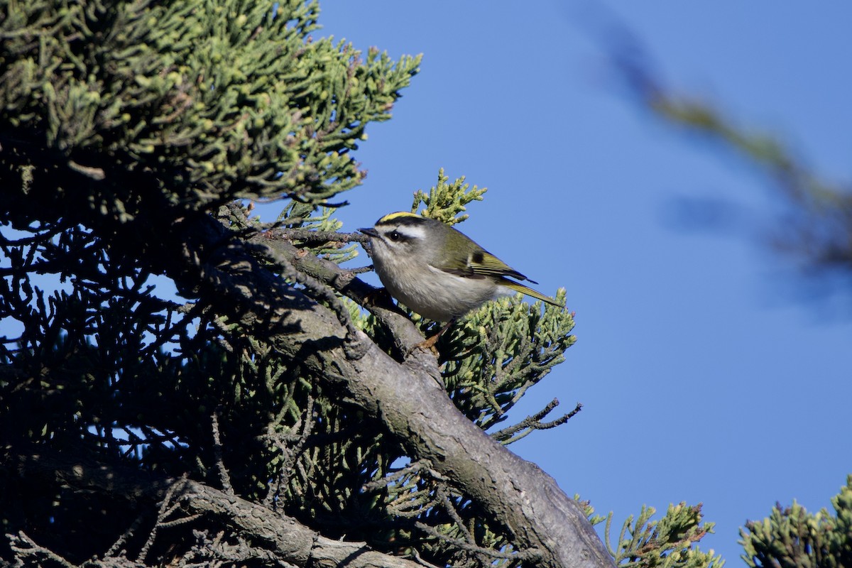 Golden-crowned Kinglet - ML289755561