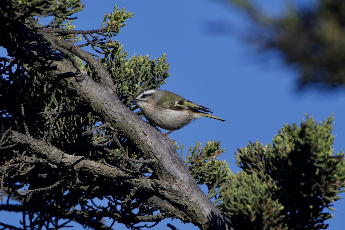 Golden-crowned Kinglet - ML289755571