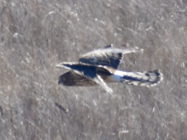 Northern Harrier - ML289759251