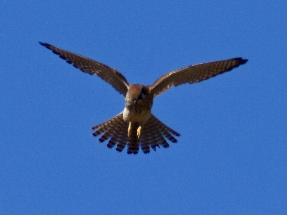 American Kestrel - ML289759271