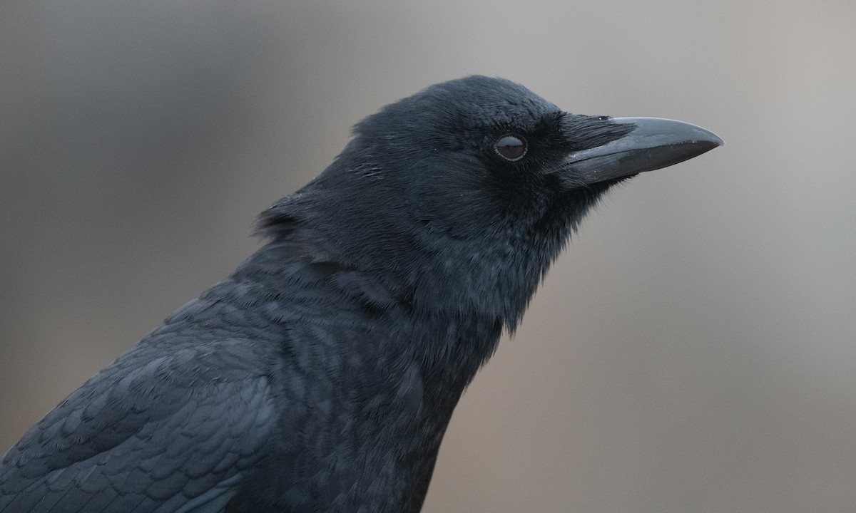 American Crow - ML289759401