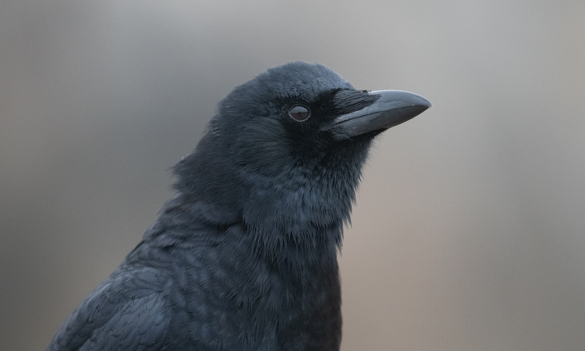American Crow - ML289759431