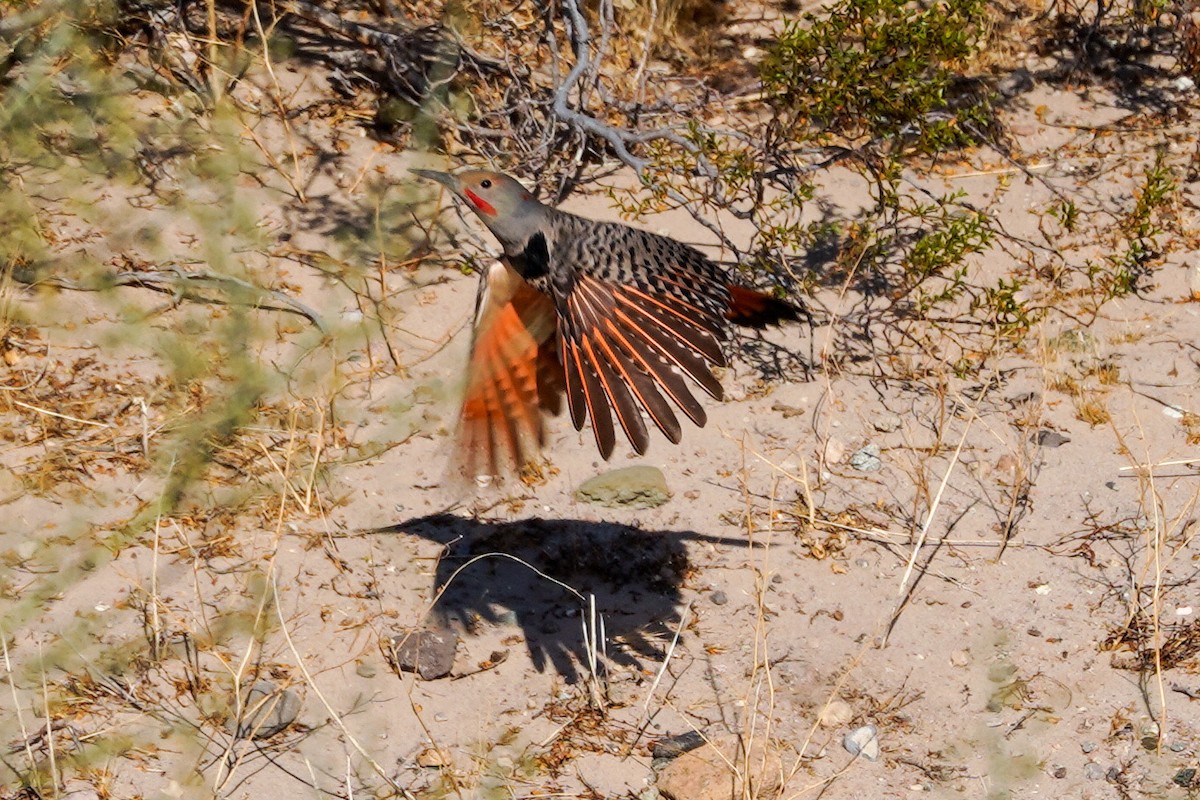 Northern Flicker - Marsha Schorer