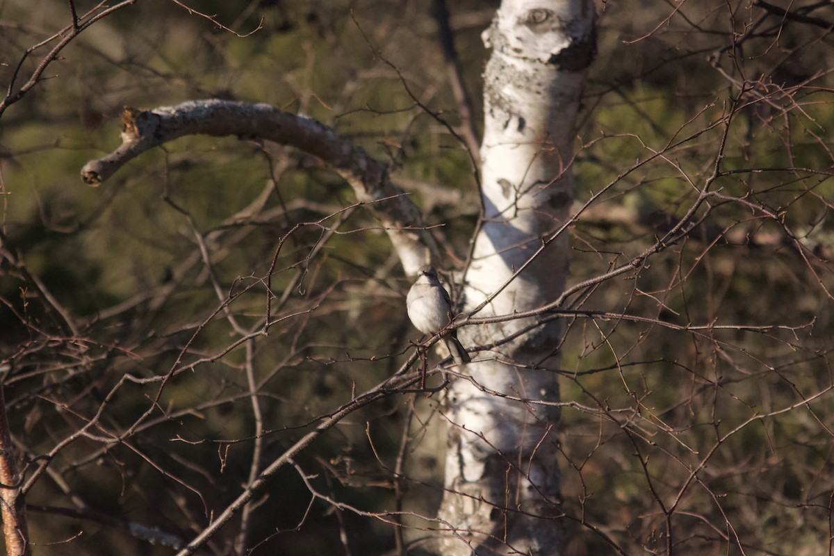 Northern Mockingbird - ML289763711