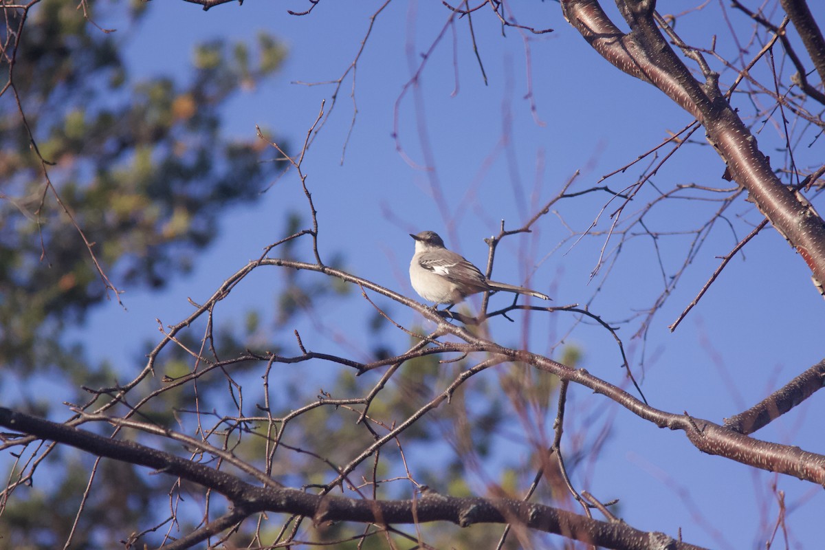 Northern Mockingbird - ML289763831