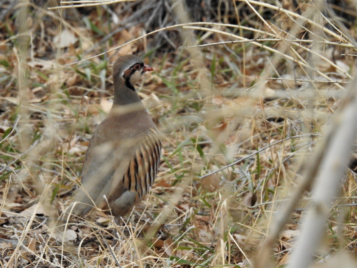 Хахилаг - ML289768641