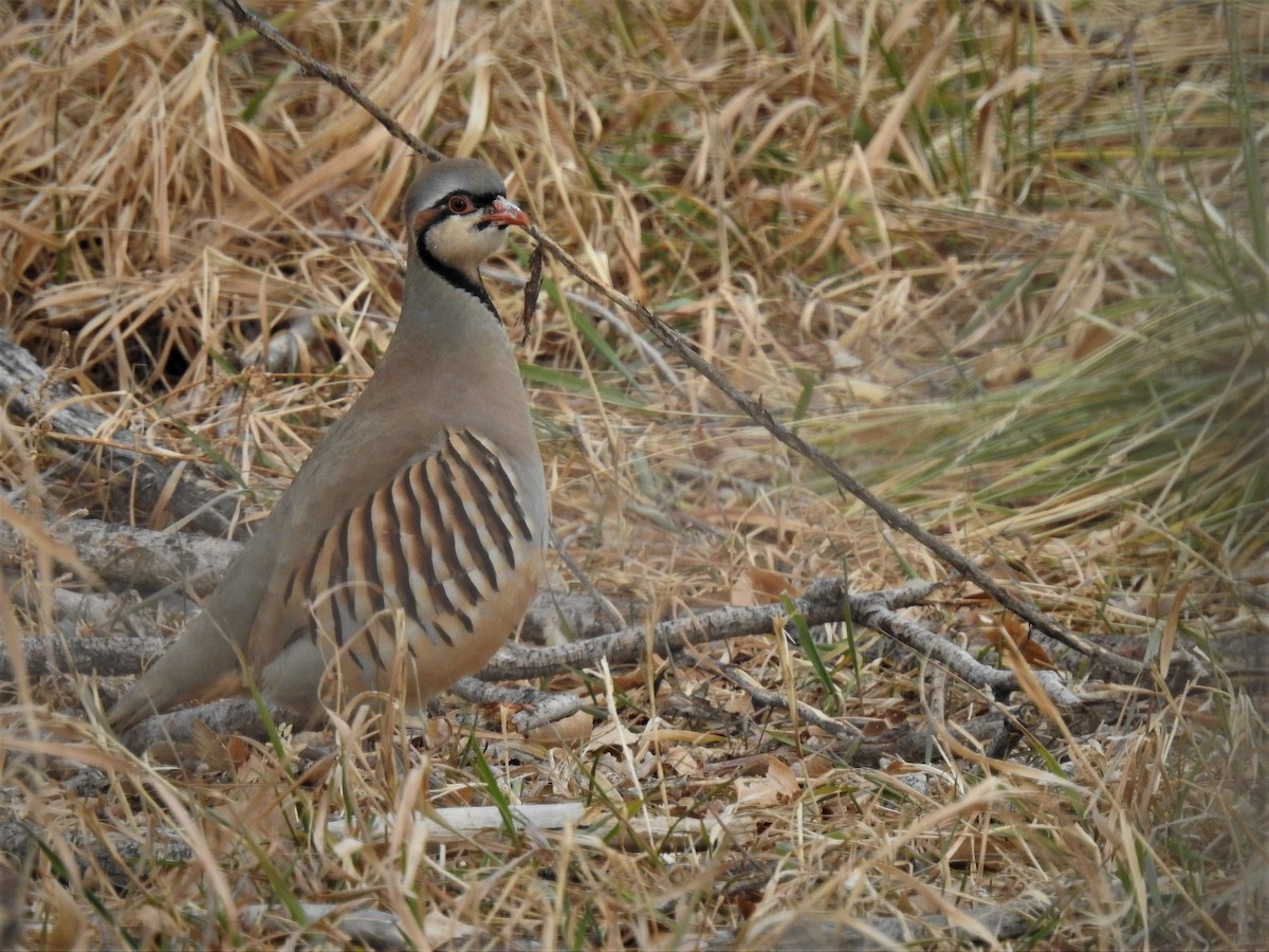 Хахилаг - ML289768651
