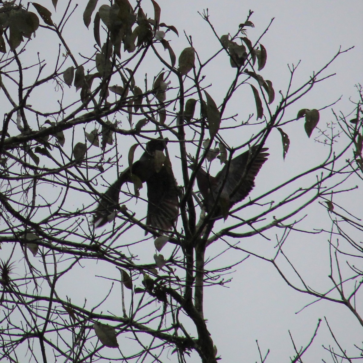 Pigeon rousset - ML289769411