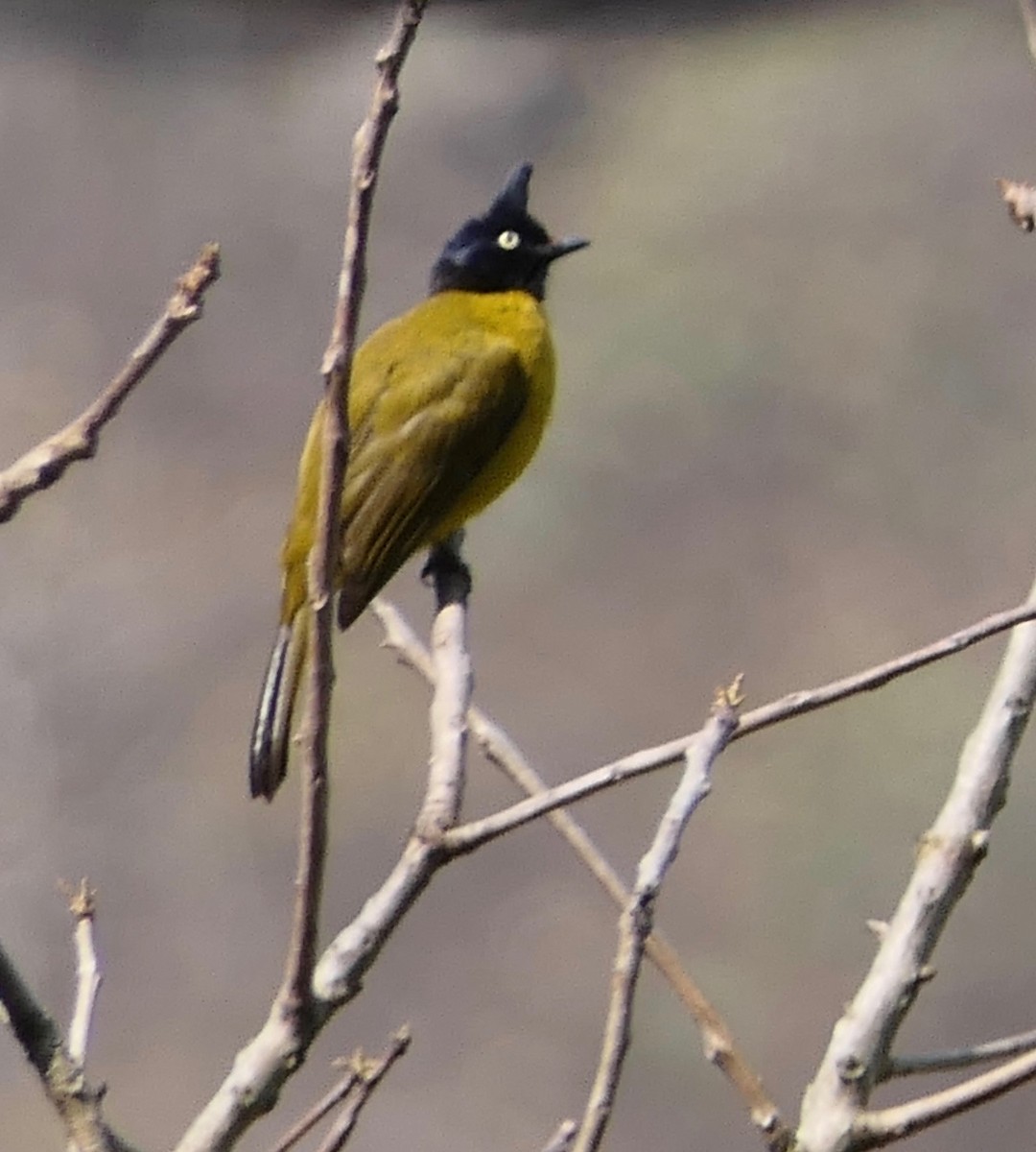 Black-crested Bulbul - ML289770641