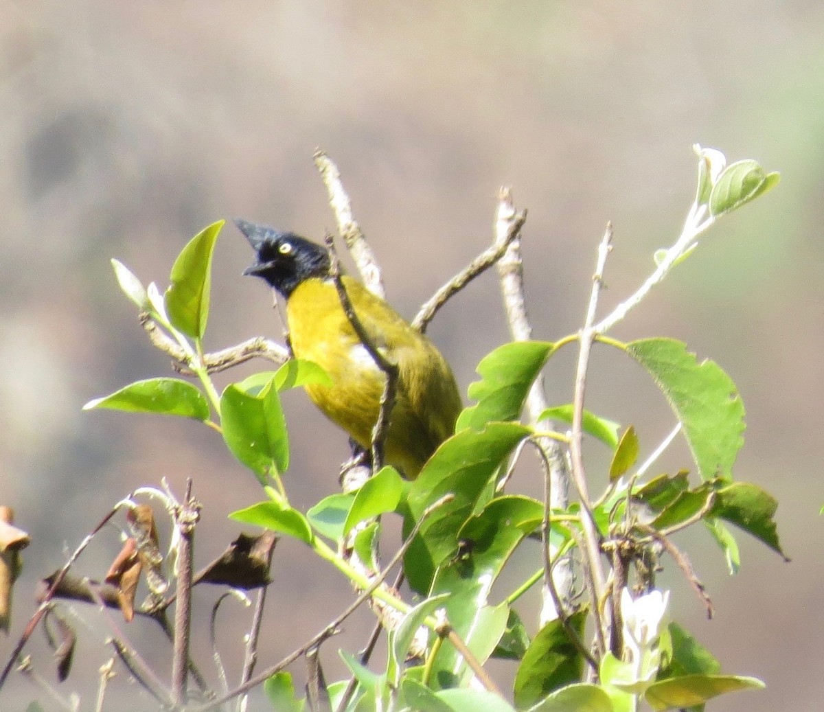 Black-crested Bulbul - ML289770651