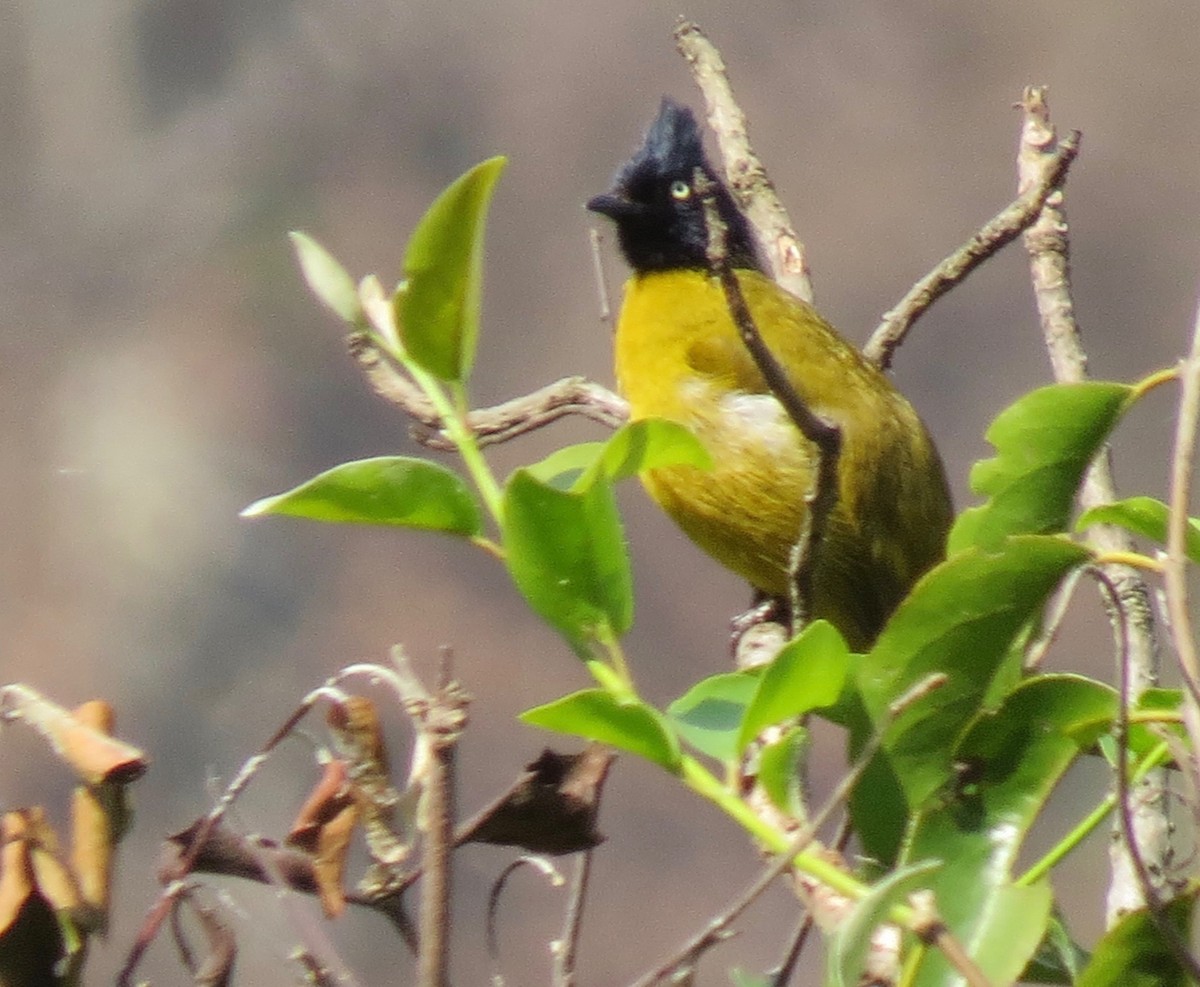 Black-crested Bulbul - ML289770661