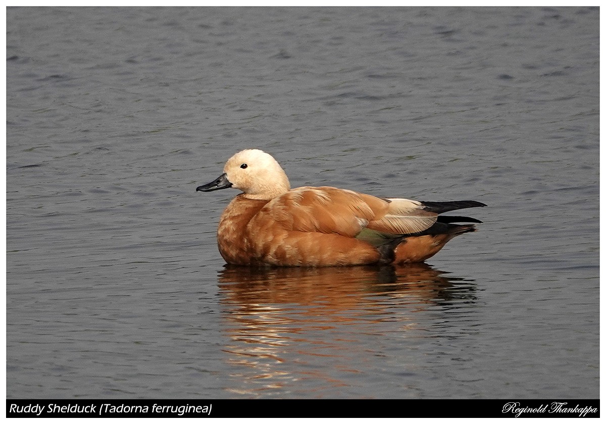 Ruddy Shelduck - Reginold Thankappa