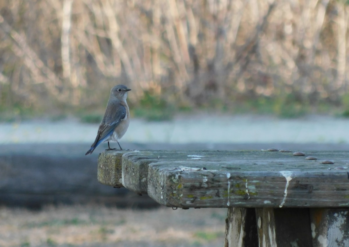 Western Bluebird - ML289772811