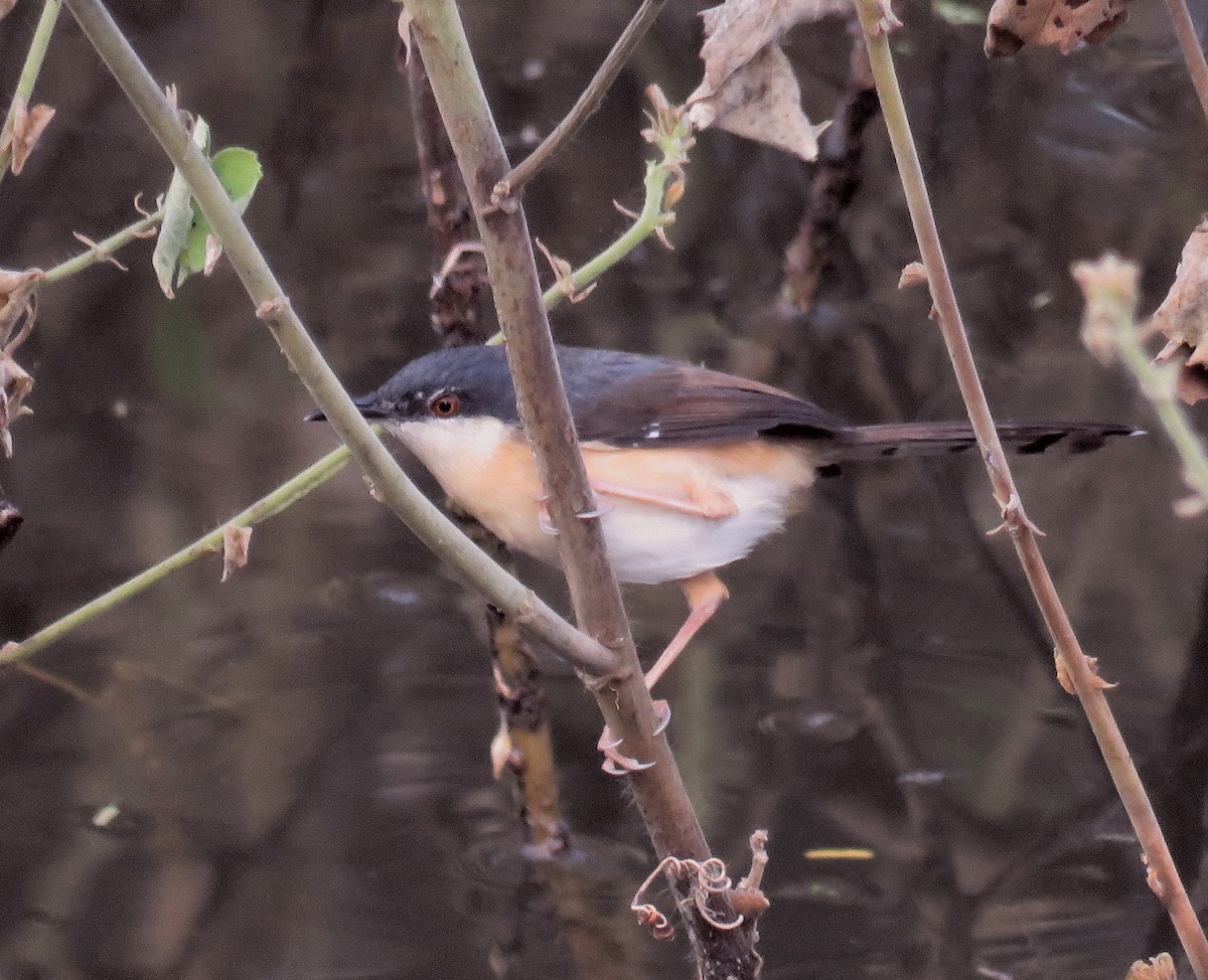 Ashy Prinia - ML289774661