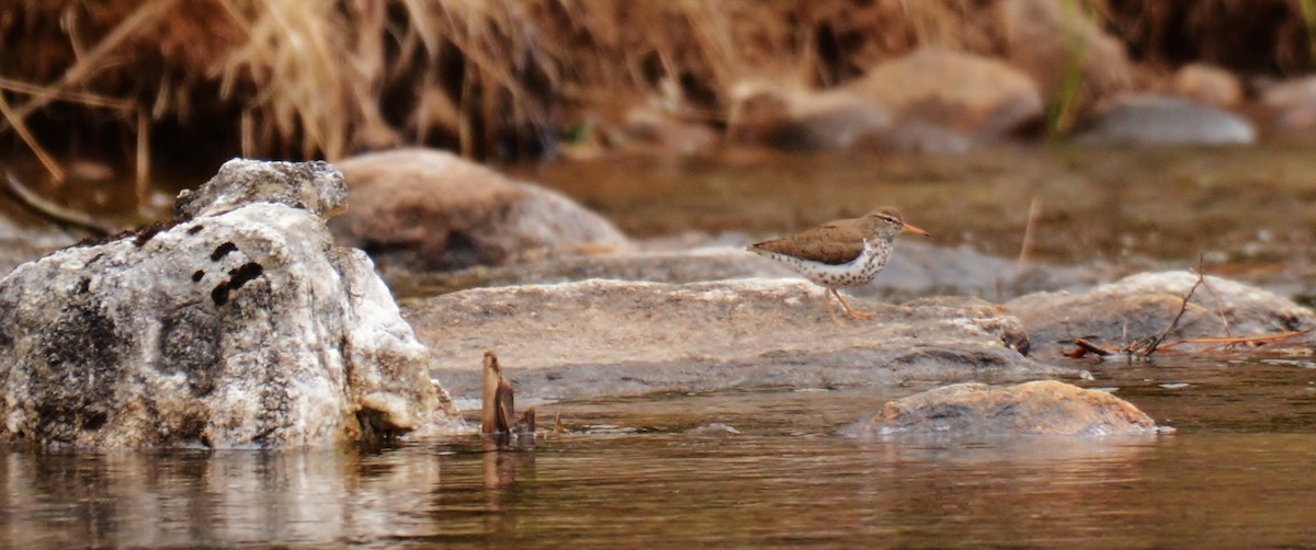 Spotted Sandpiper - ML28977681