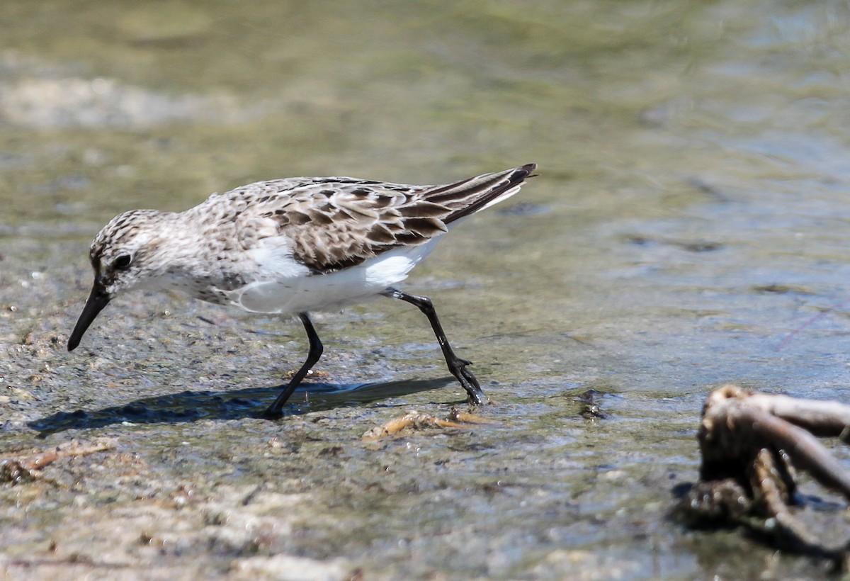 Semipalmated Sandpiper - ML28977711