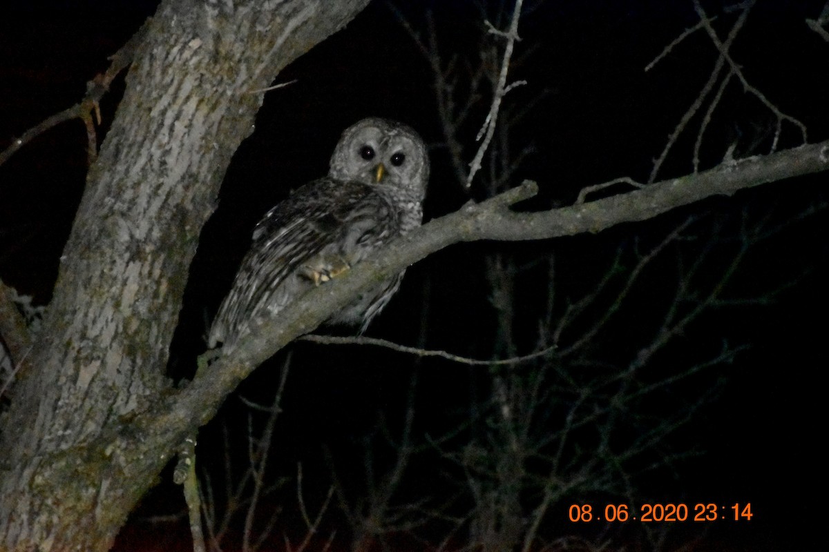 Barred Owl - ML289777381