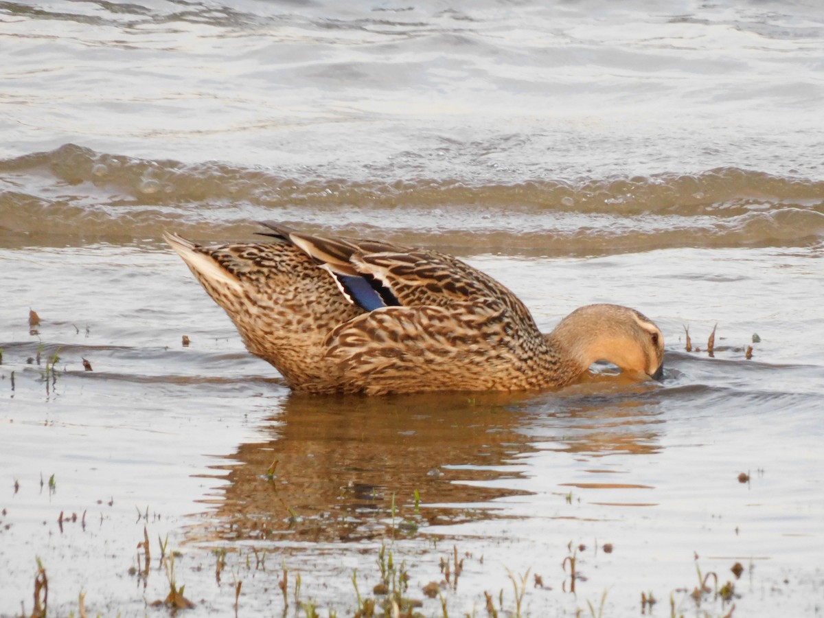 Mallard - ML289777691