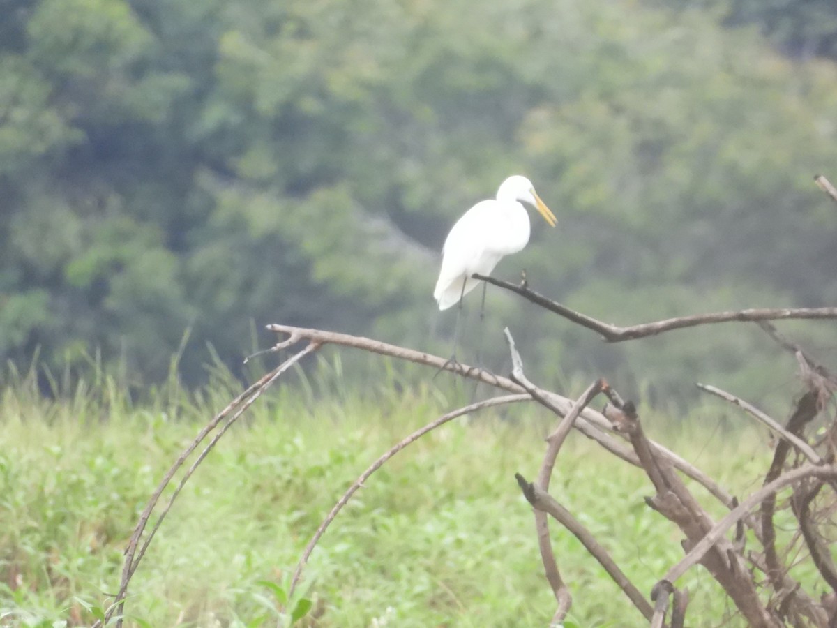 Koartza zuria - ML289778071