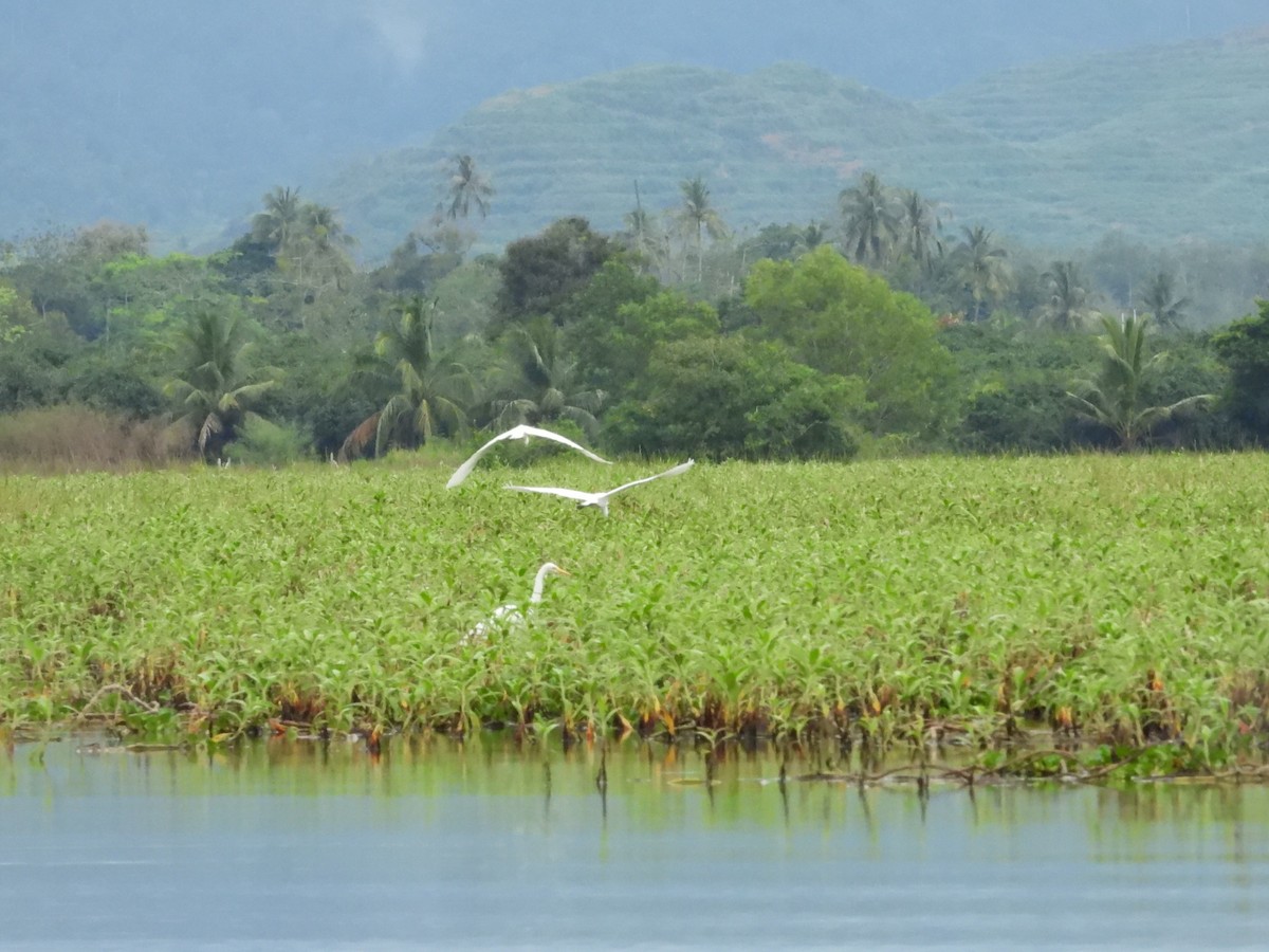 Koartza zuria - ML289778091