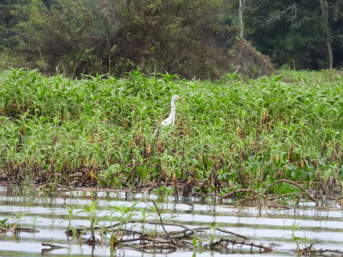 Koartza zuria - ML289778141