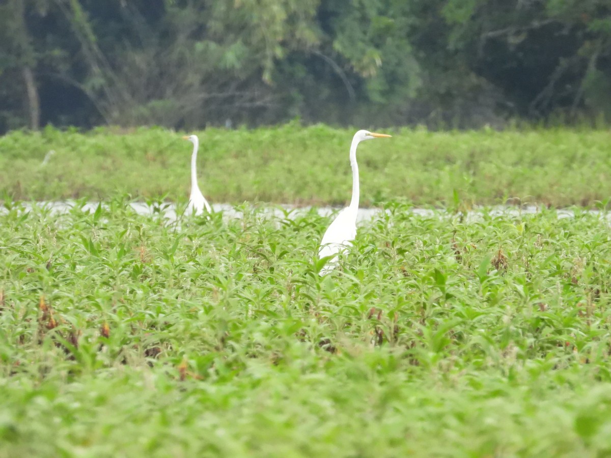 Koartza zuria - ML289778161