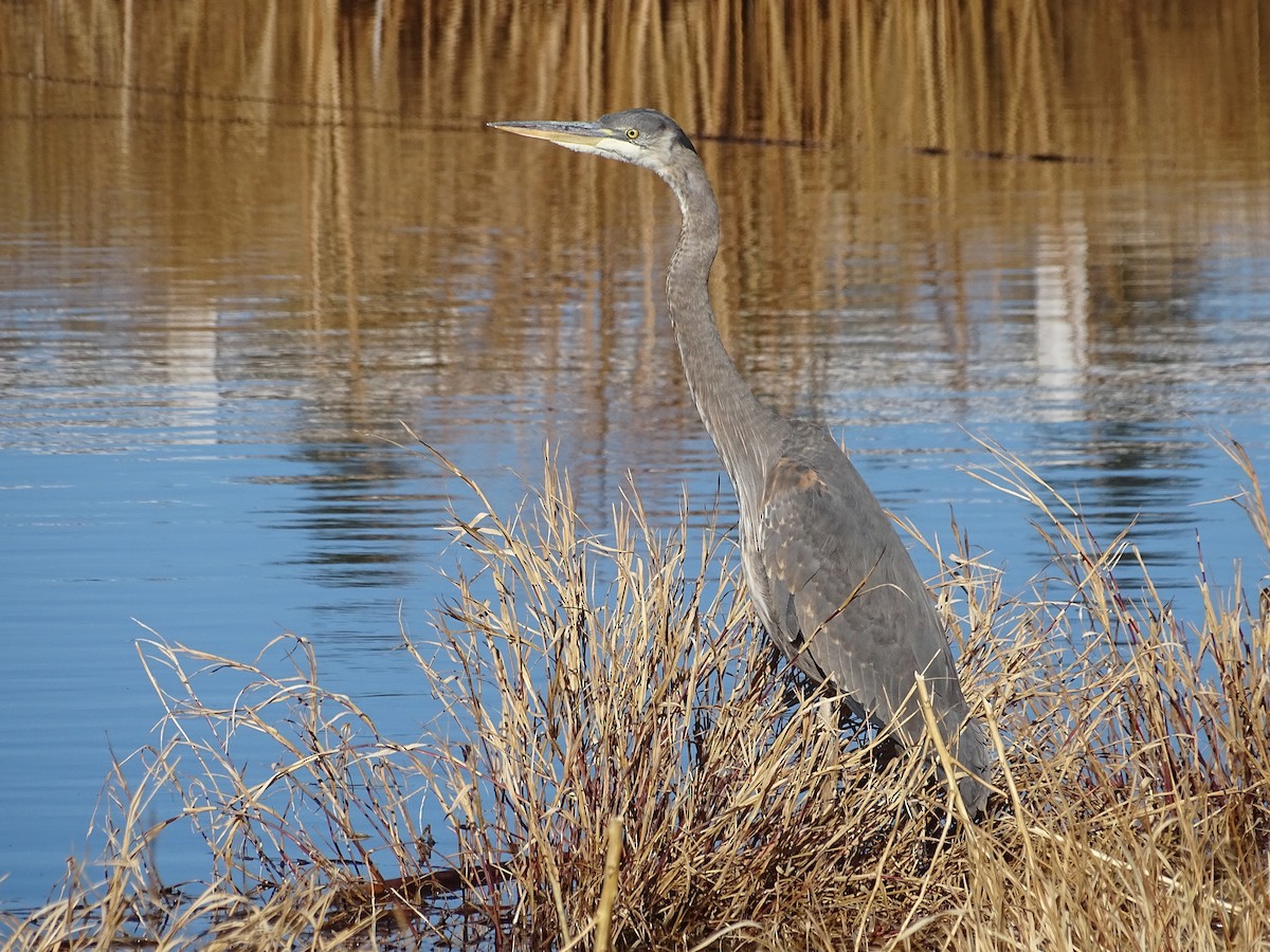 Garza Azulada - ML289778191