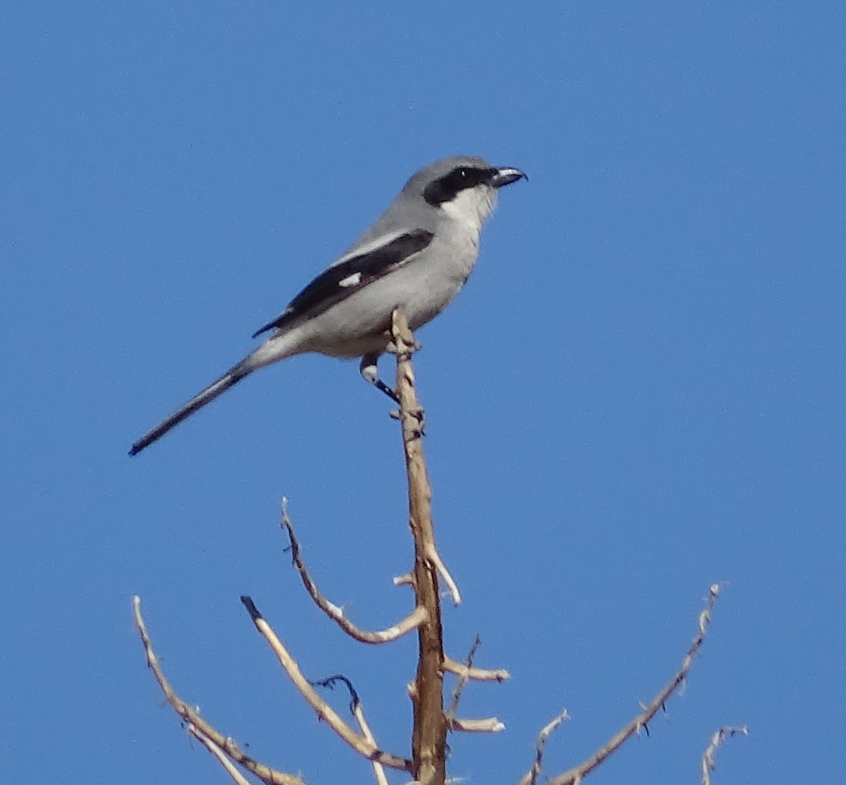 Loggerhead Shrike - Robin Roberts