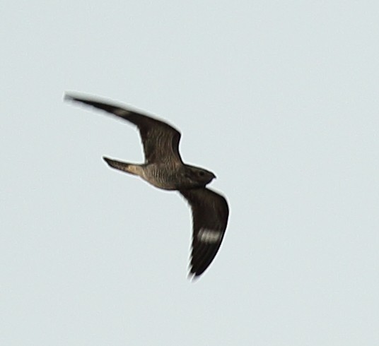 Common Nighthawk - ML289779041