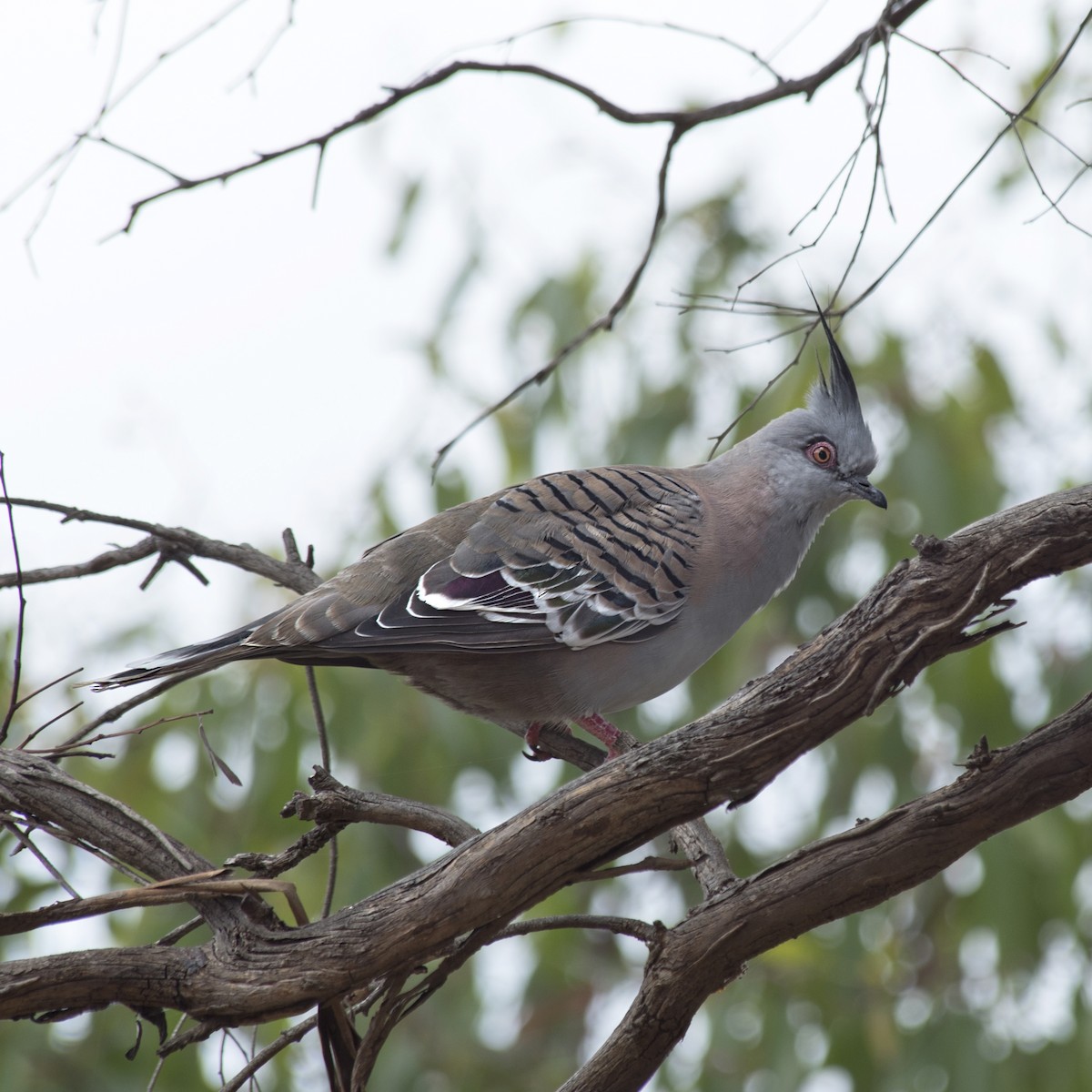Crested Pigeon - ML289779131