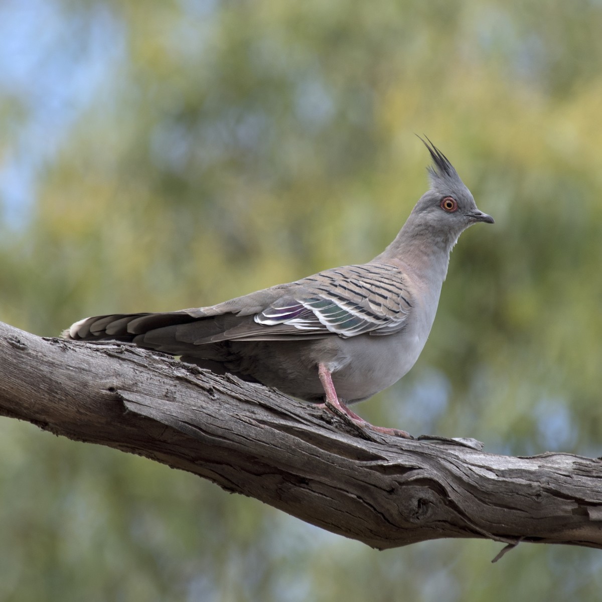 Crested Pigeon - ML289779891