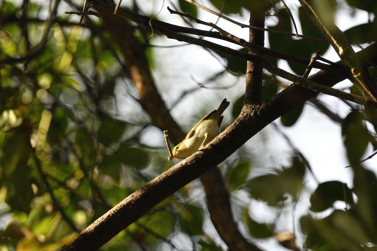 Kloss's Leaf Warbler - Chun Fai LO