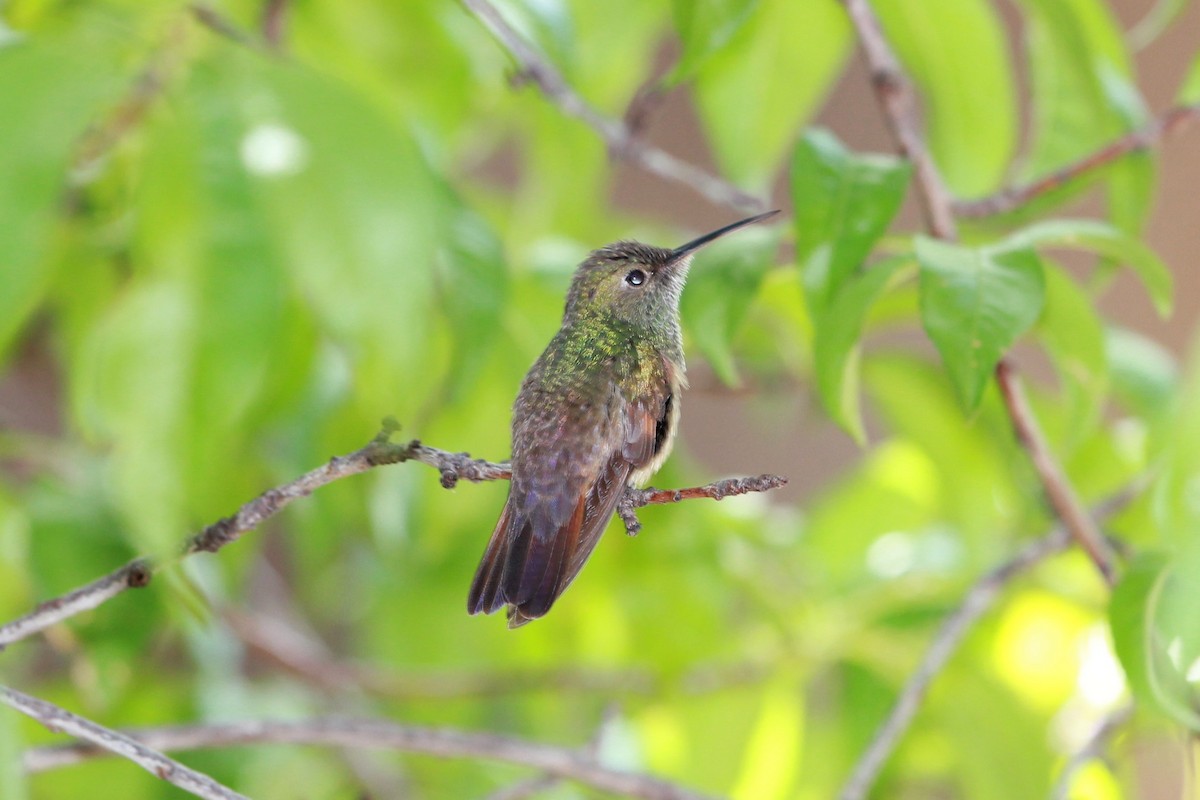 kolibřík mexický - ML289784071
