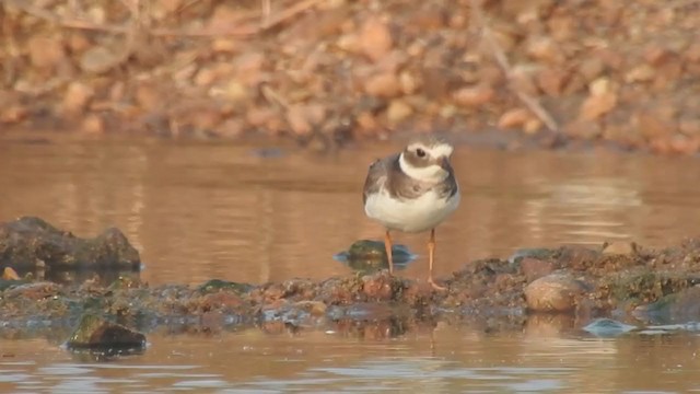 Common Ringed Plover - ML289785501