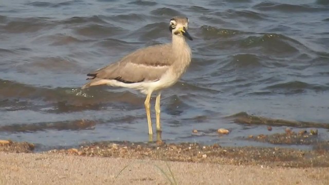 Great Thick-knee - ML289785601