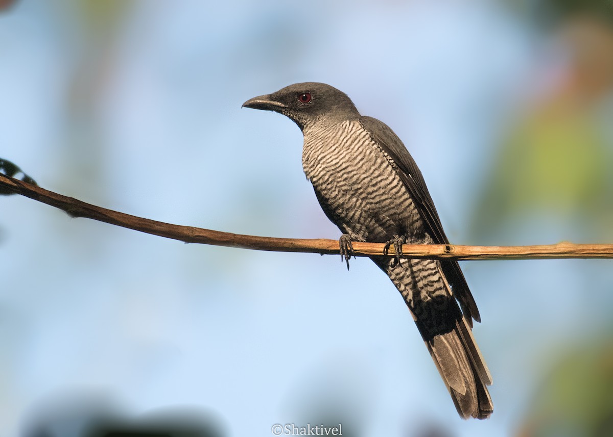 Andaman Cuckooshrike - ML289785831