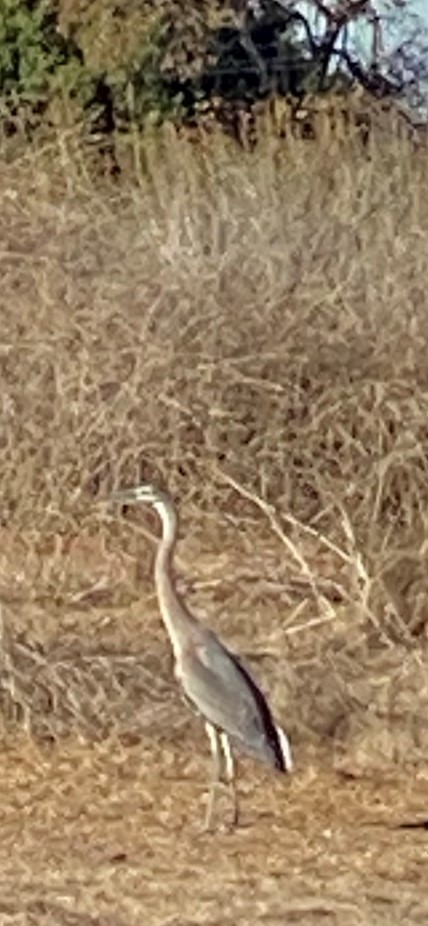 Great Blue Heron - ML289788681