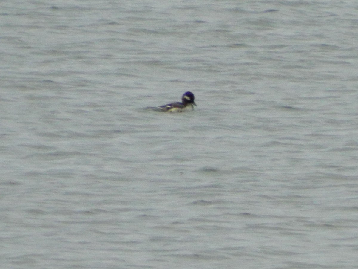 Bufflehead - ML28978931