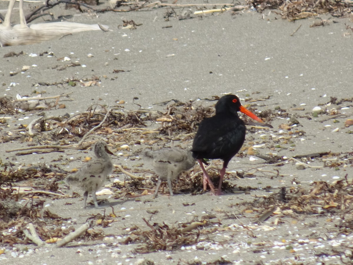 Variable Oystercatcher - ML289791571