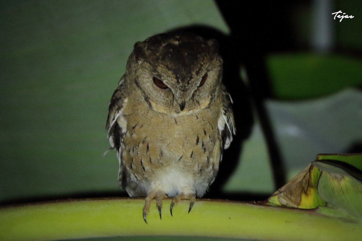 Indian Scops-Owl - ML289796371