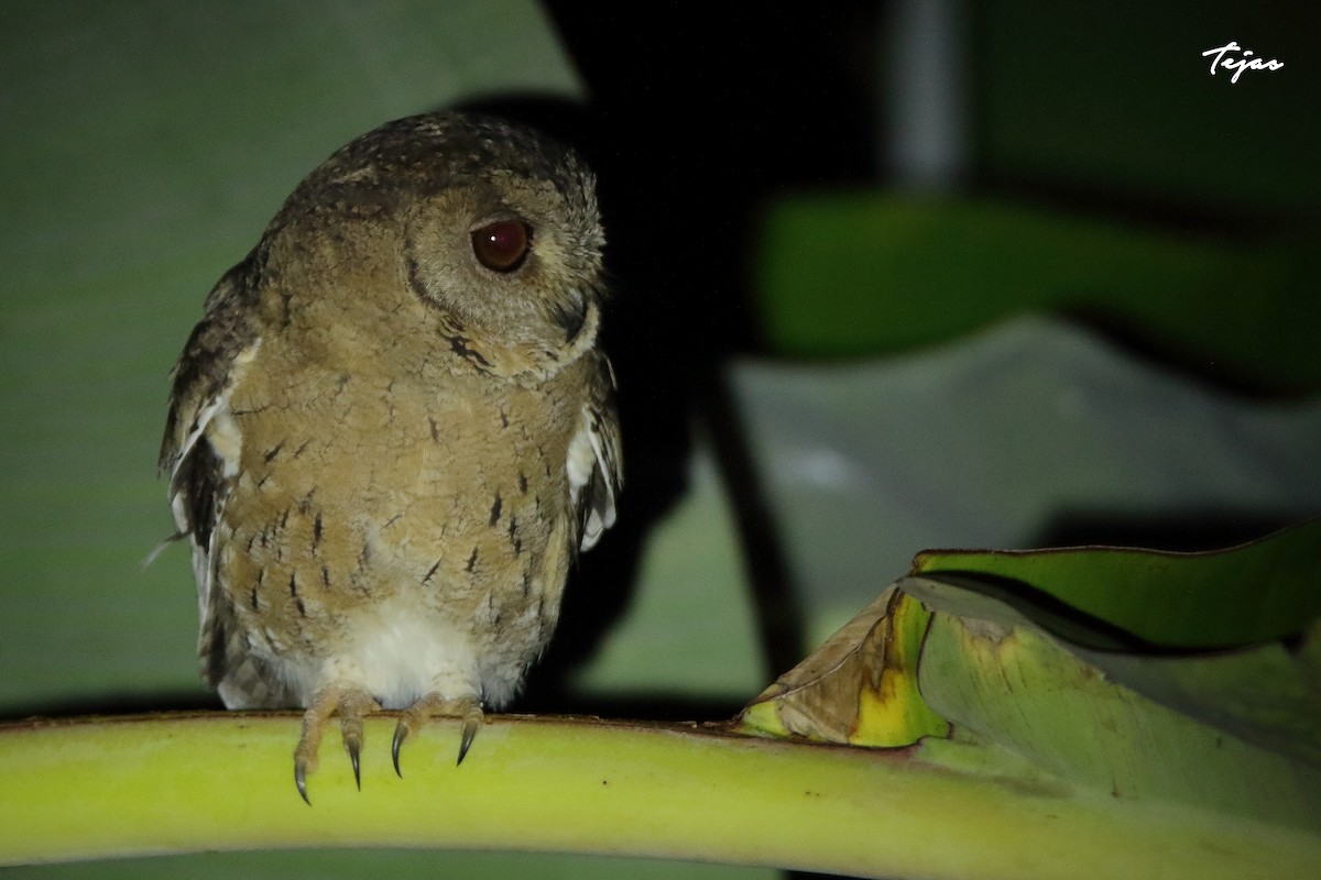 Indian Scops-Owl - ML289796381