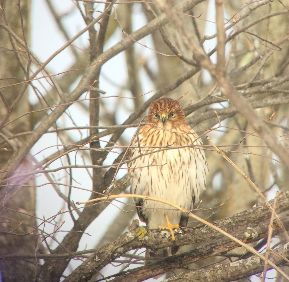 Cooper's Hawk - Alison  Wagner