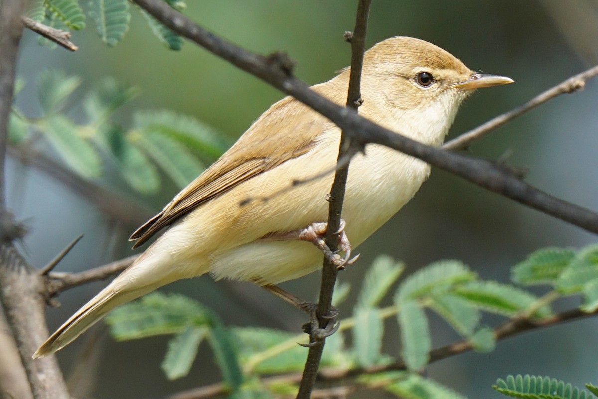 Booted/Sykes's Warbler - ML289797061