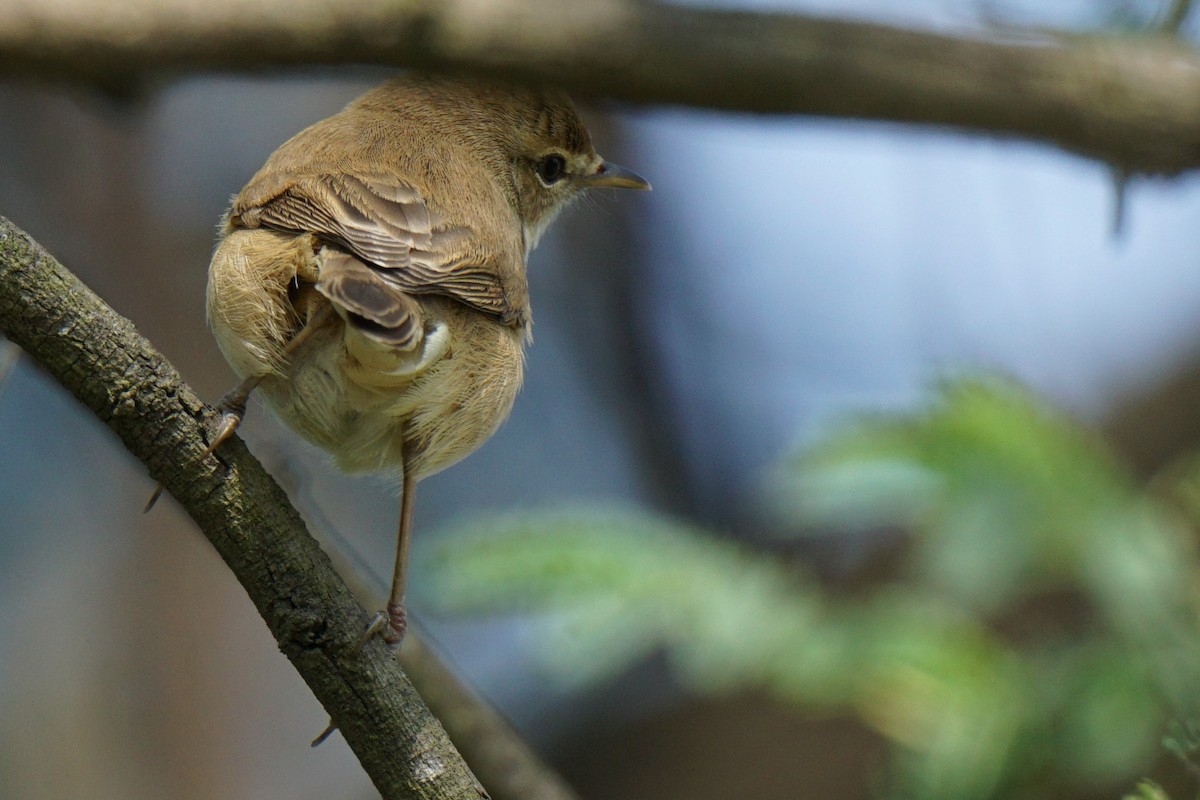 Booted/Sykes's Warbler - ML289797071