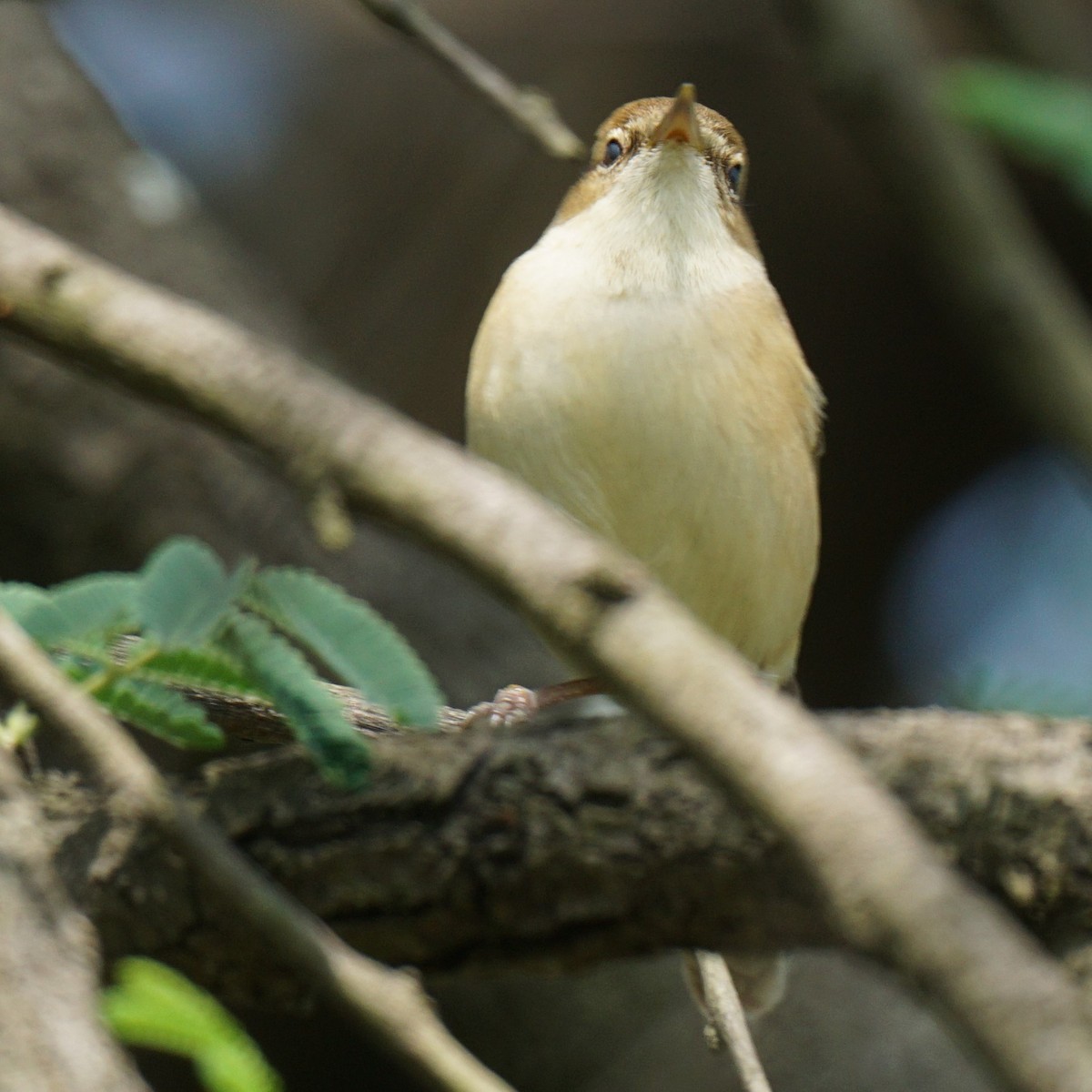 Booted/Sykes's Warbler - ML289797081