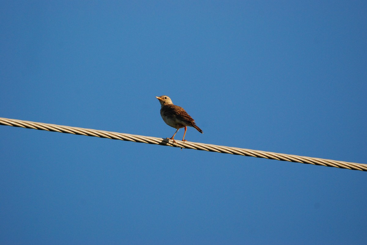 Plain-backed Pipit - Gabriel Jamie
