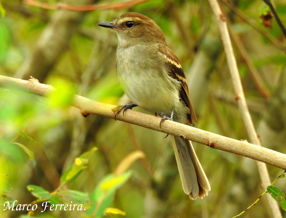 Fuscous Flycatcher - ML289797831